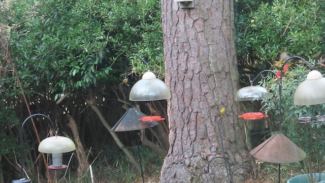 Baltimore Oriole - ML646796167