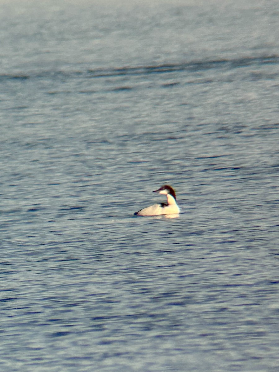 צוללן פסיפי - ML646796168