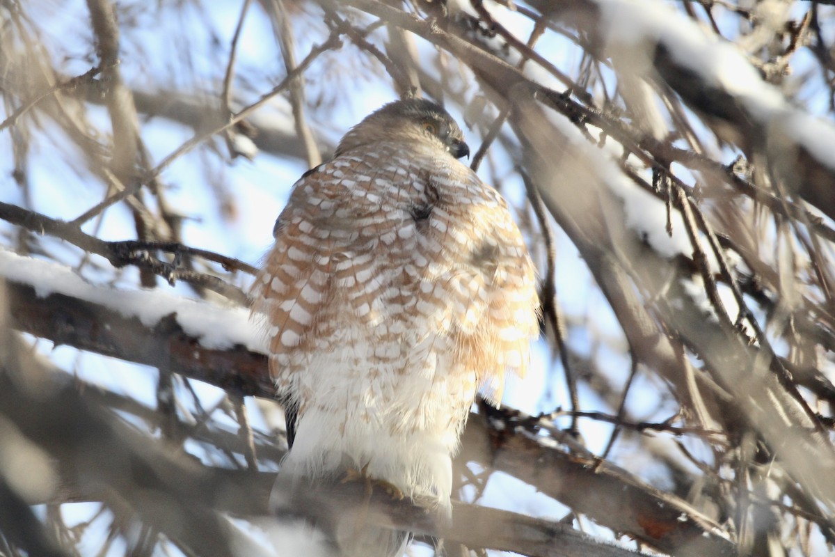 Amerika Atmacası [velox grubu] - ML646796176