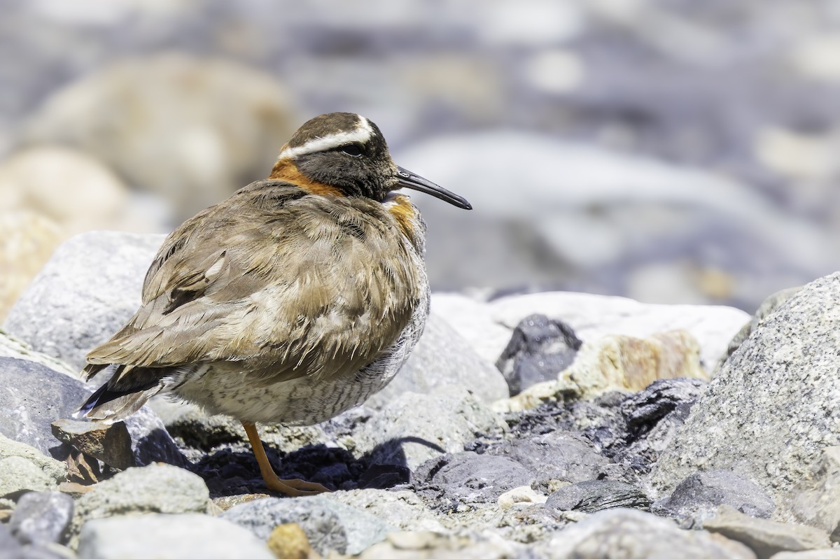 Diademed Sandpiper-Plover - ML646796178