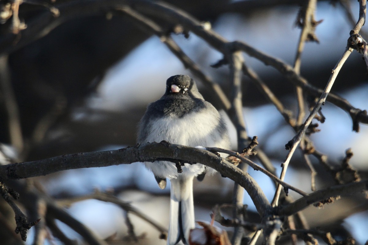 Kara Gözlü Junko (hyemalis/carolinensis) - ML646796180