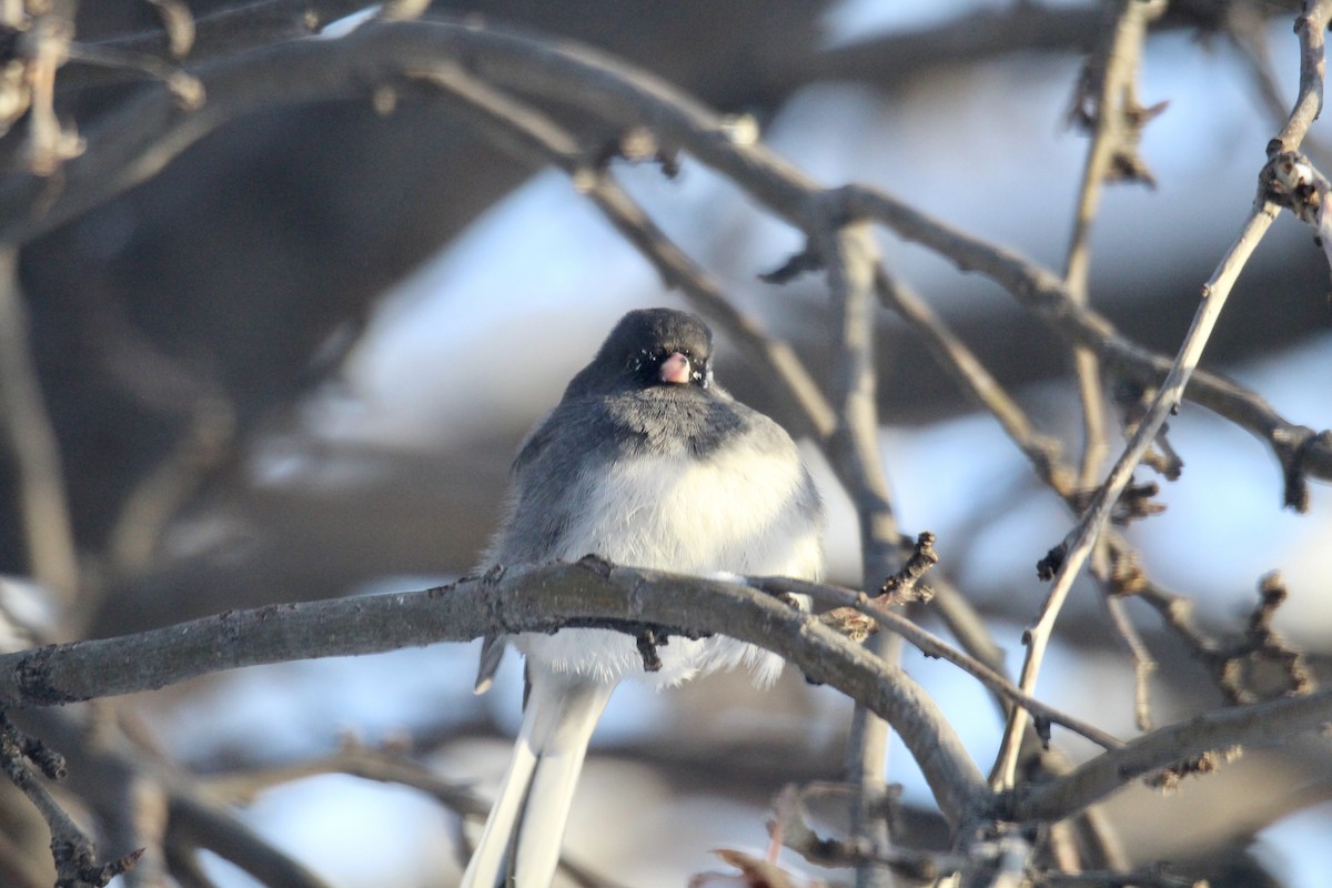 Dark-eyed Junco (Slate-colored) - ML646796181
