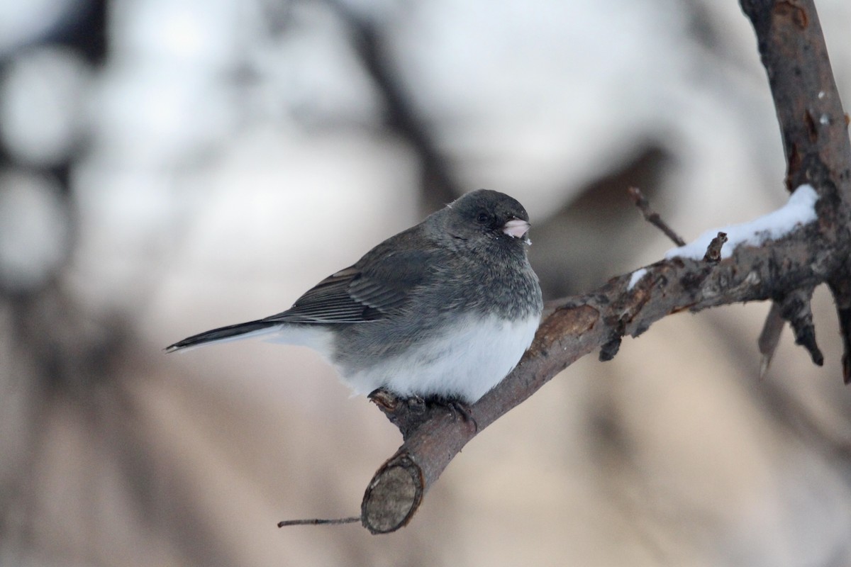 Dark-eyed Junco (Slate-colored) - ML646796182