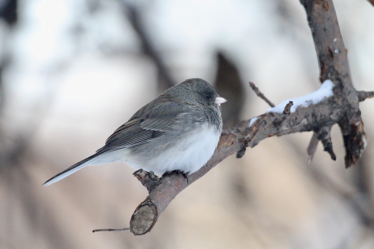 Dark-eyed Junco (Slate-colored) - ML646796183