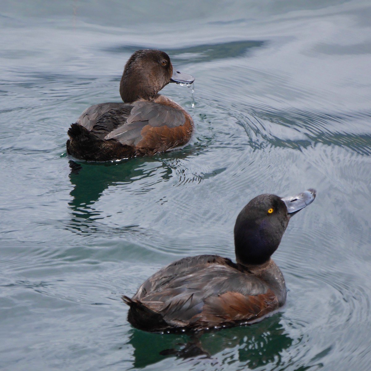 Murgilari zeelandaberritarra - ML646796185