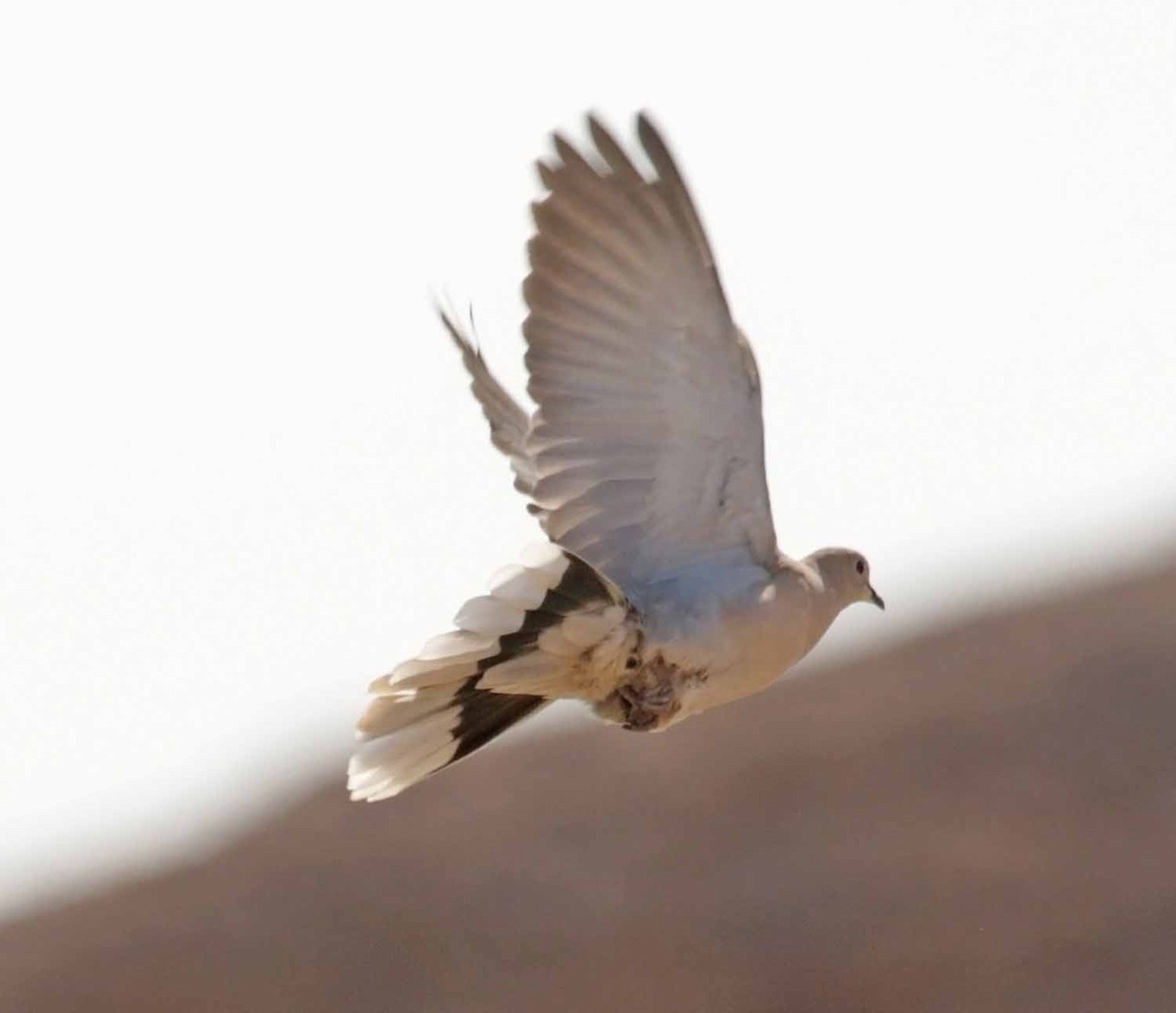 Usapal afrikarra - ML646796186