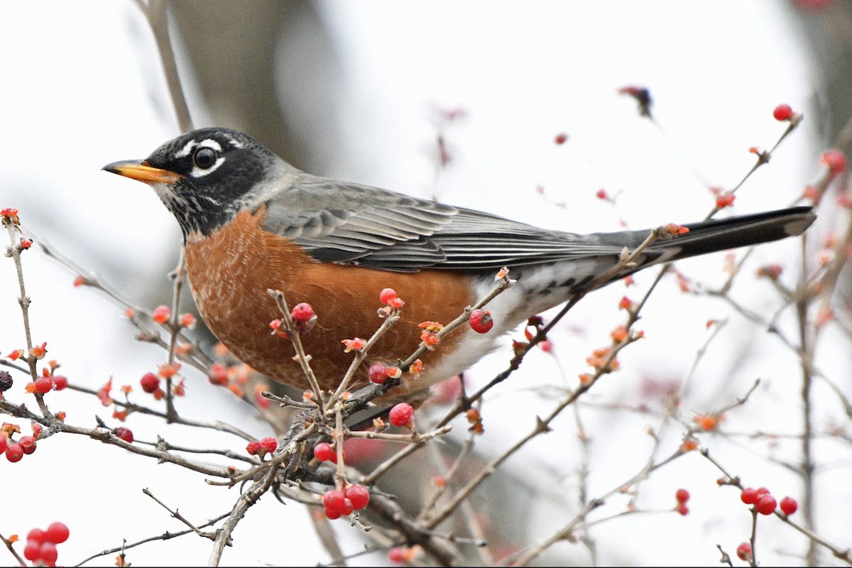 Zozo papargorria - ML646796187