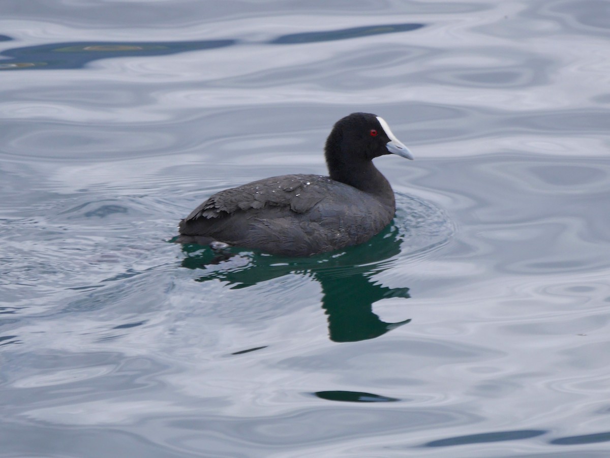 Kopetazuri arrunta - ML646796188