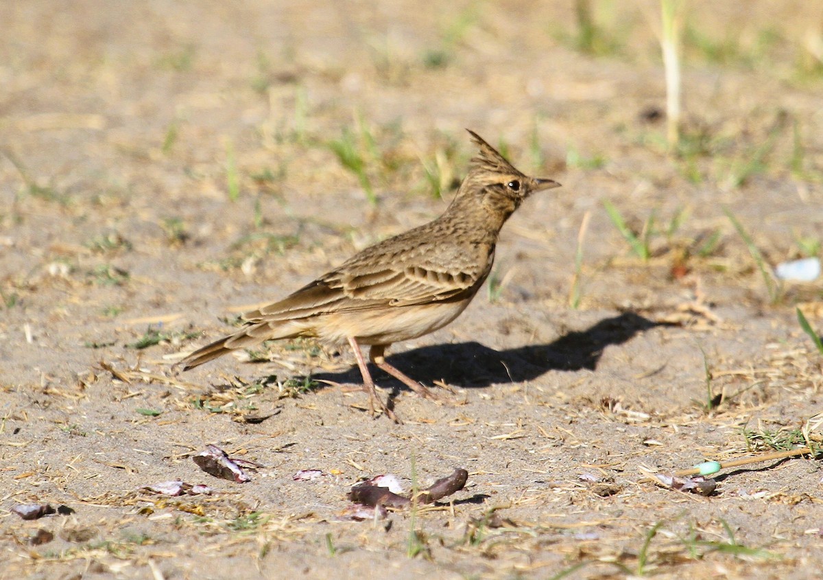 Kutturlio arrunta - ML646796189