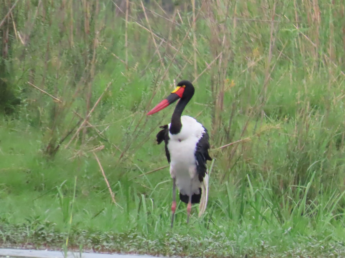 Jabiru afrikarra - ML646796193