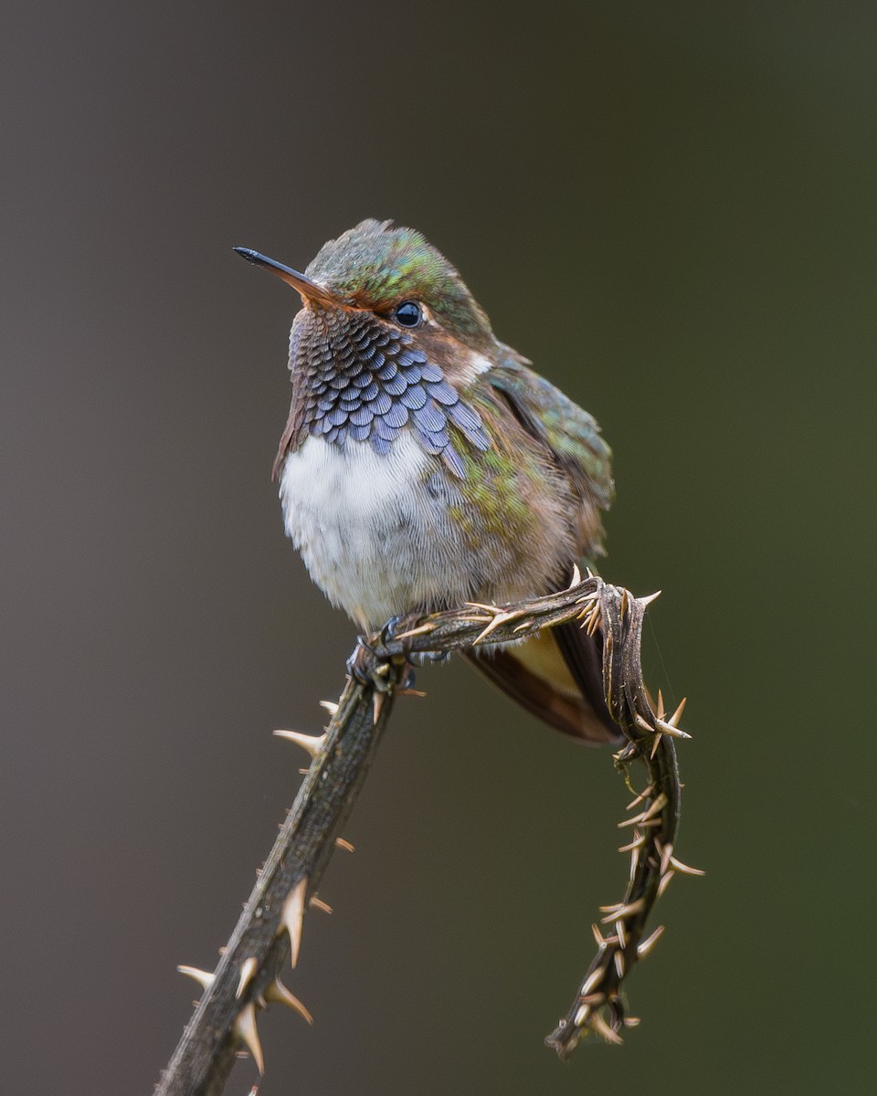 Volcano Hummingbird - ML646796194