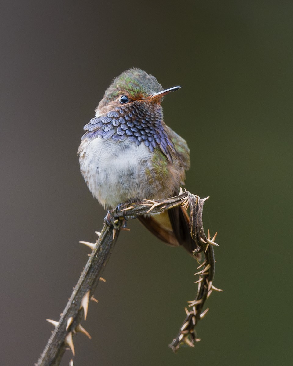 Volcano Hummingbird - ML646796195