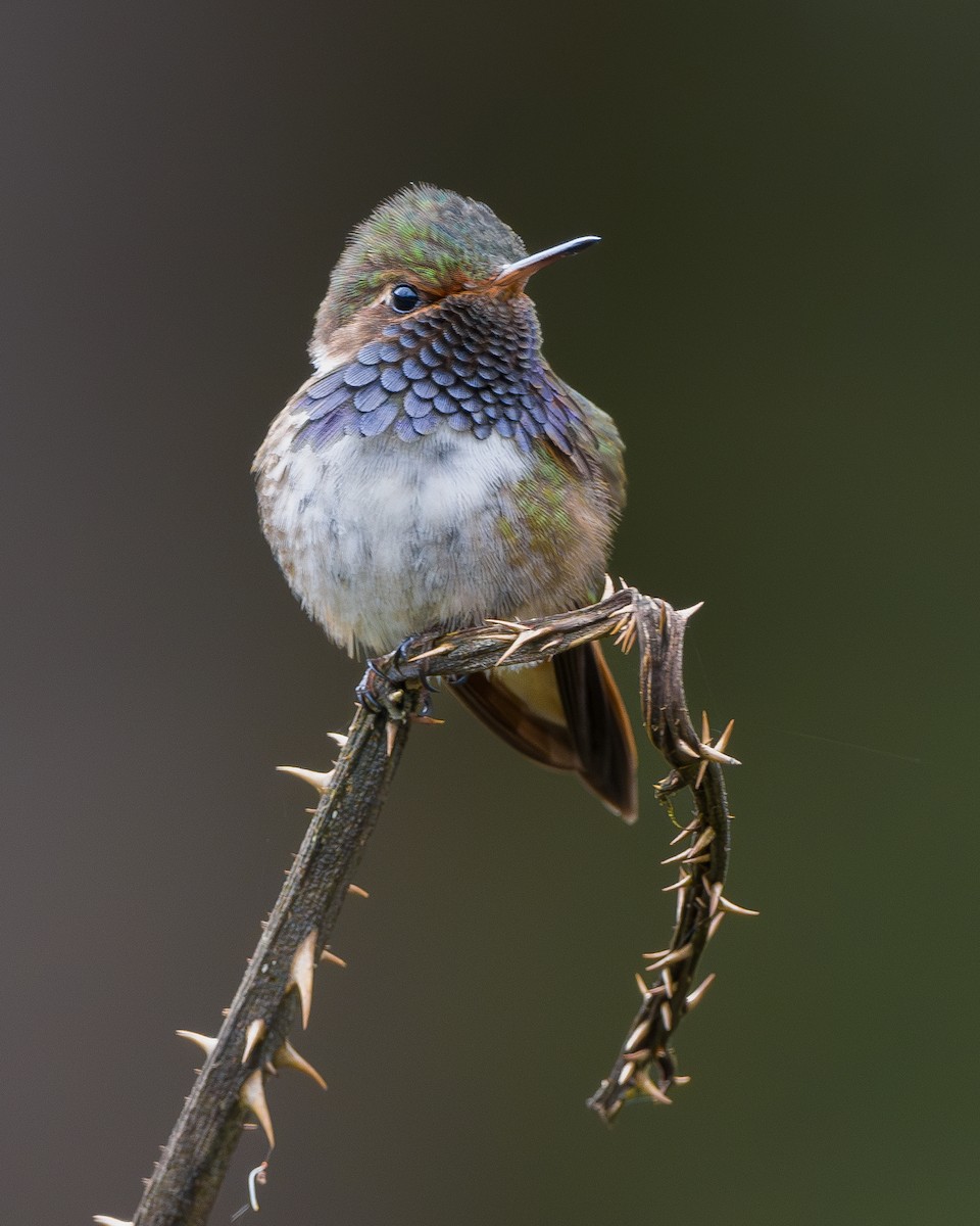 Volcano Hummingbird - ML646796196