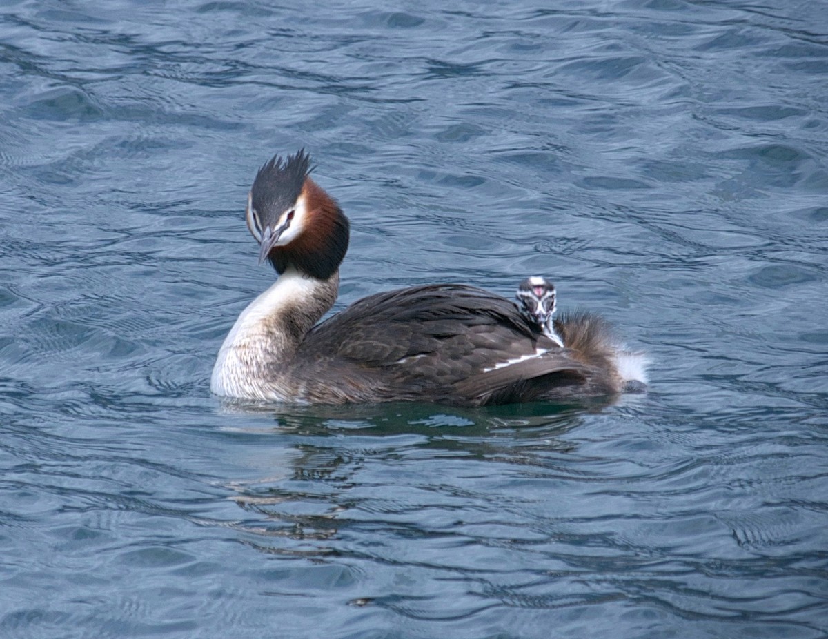 Murgil mottoduna - ML646796197