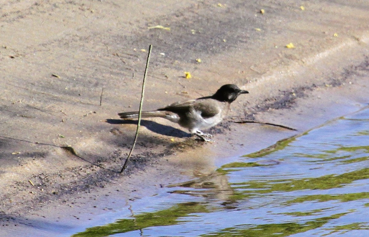 Bulbul arrunta - ML646796198