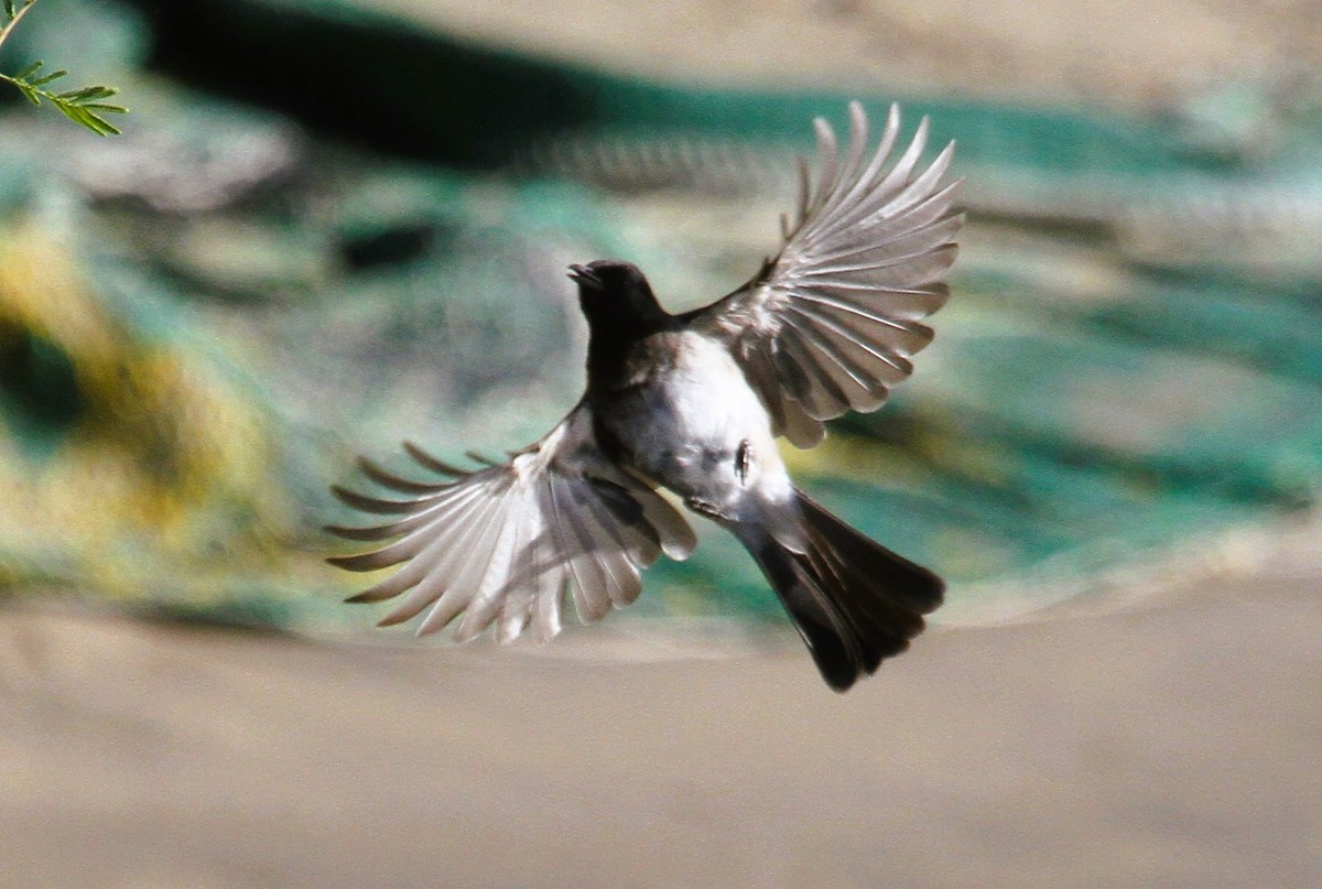 Bulbul arrunta - ML646796199