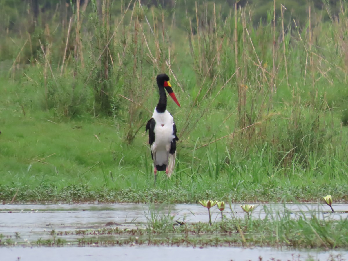 Jabiru afrikarra - ML646796201