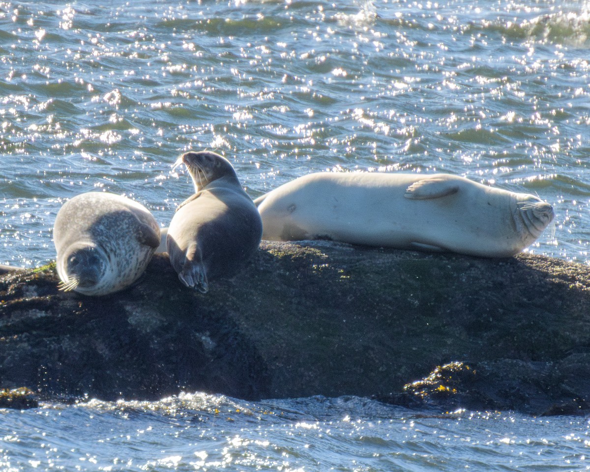 Животные - ML646796202