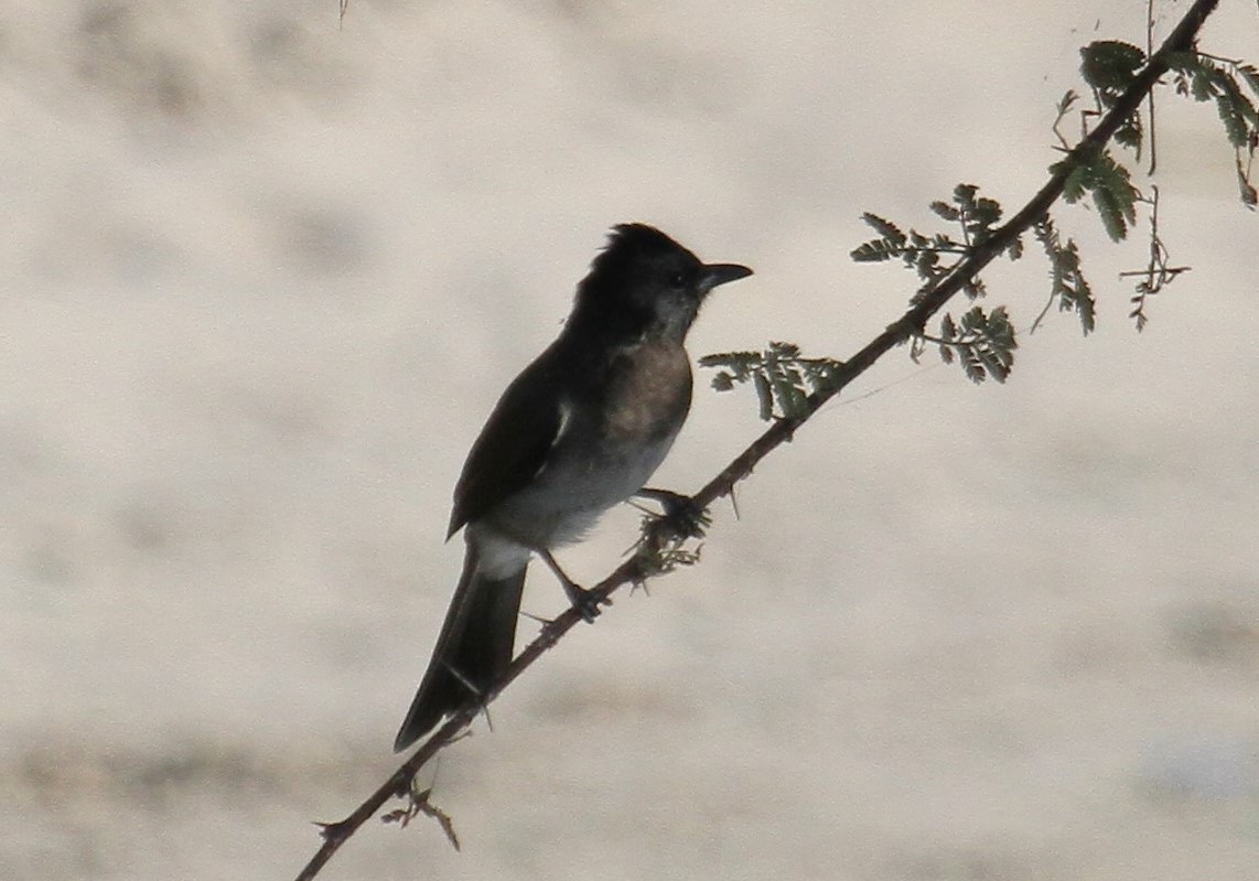 Bulbul arrunta - ML646796204