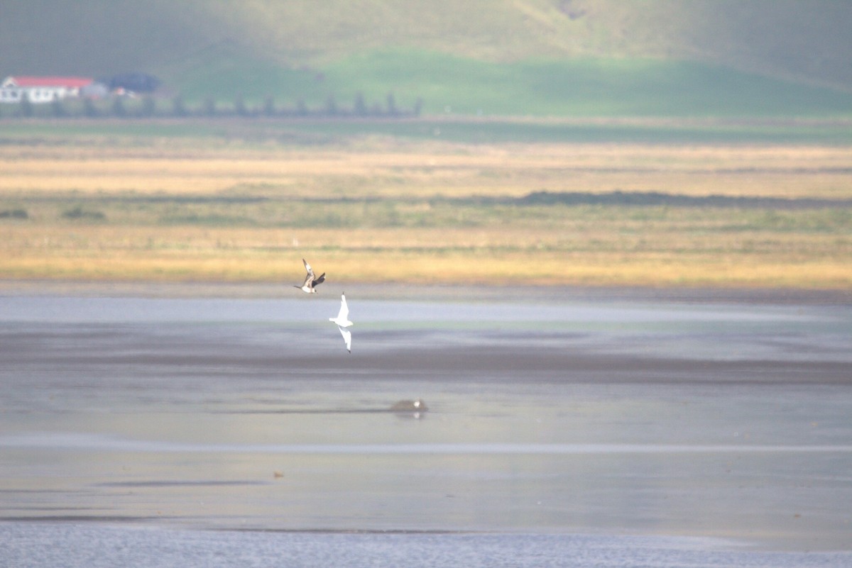 Marikaka isatslaburra - ML646796205