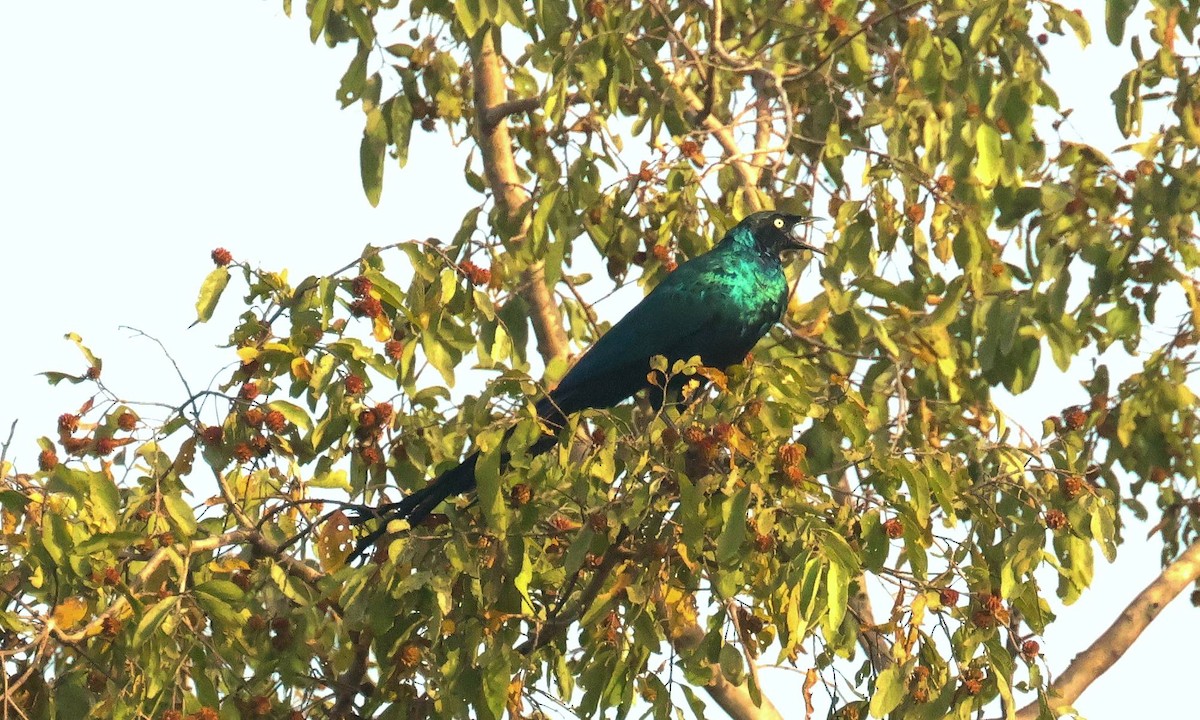 Long-tailed Glossy Starling - ML646796206