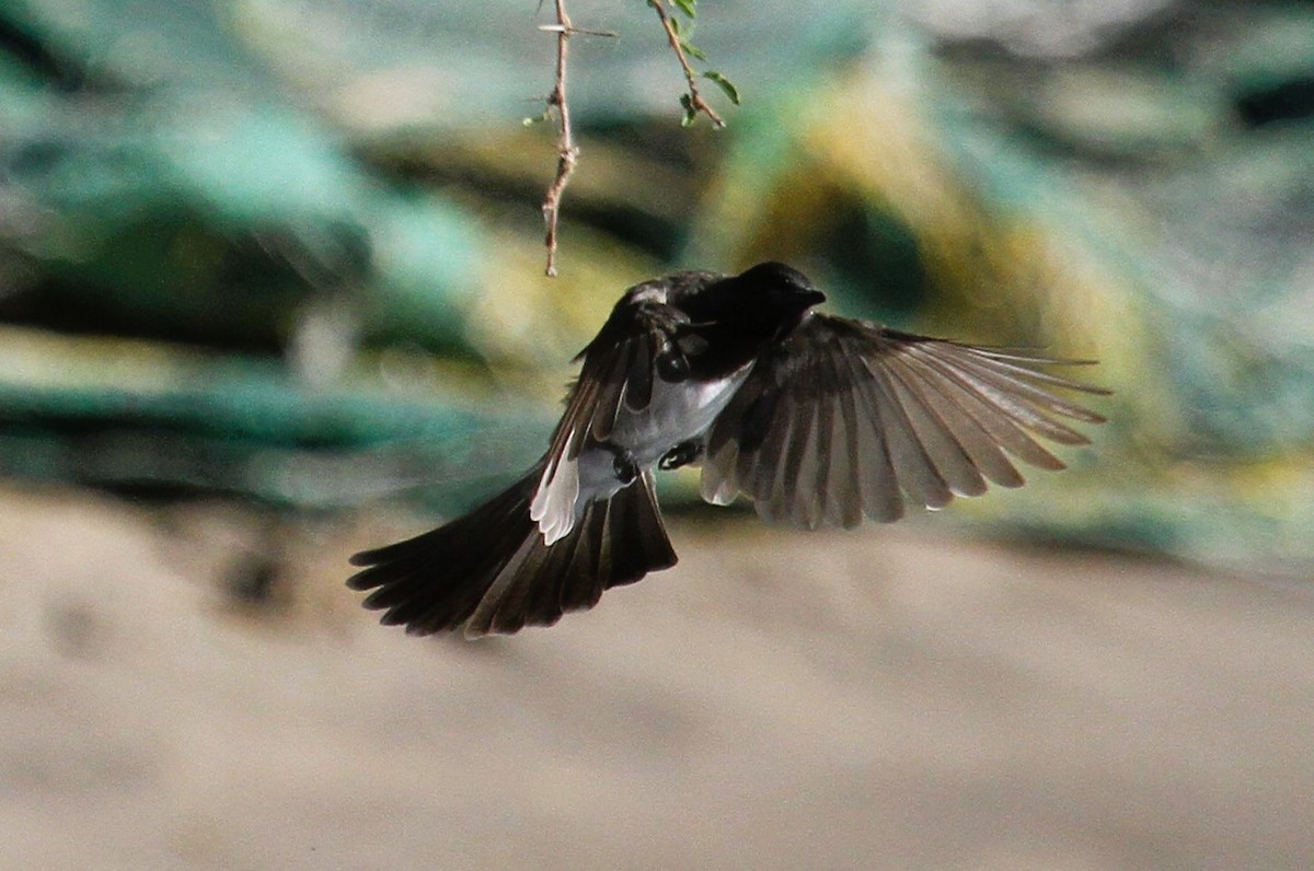 Bulbul arrunta - ML646796207