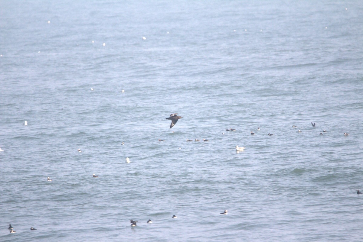 Marikaka handia - ML646796208