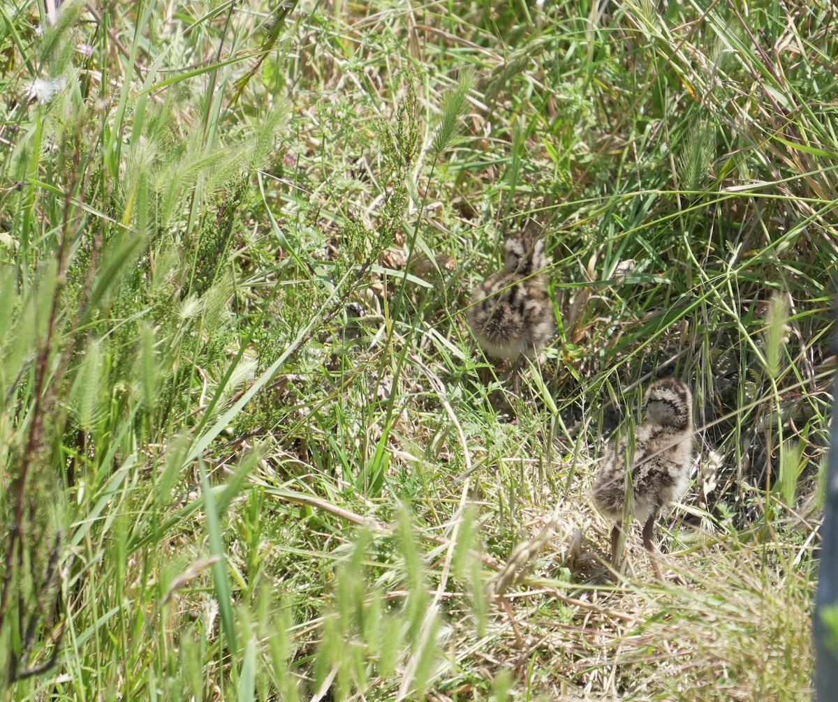 Bernagorri arrunta - ML646796209