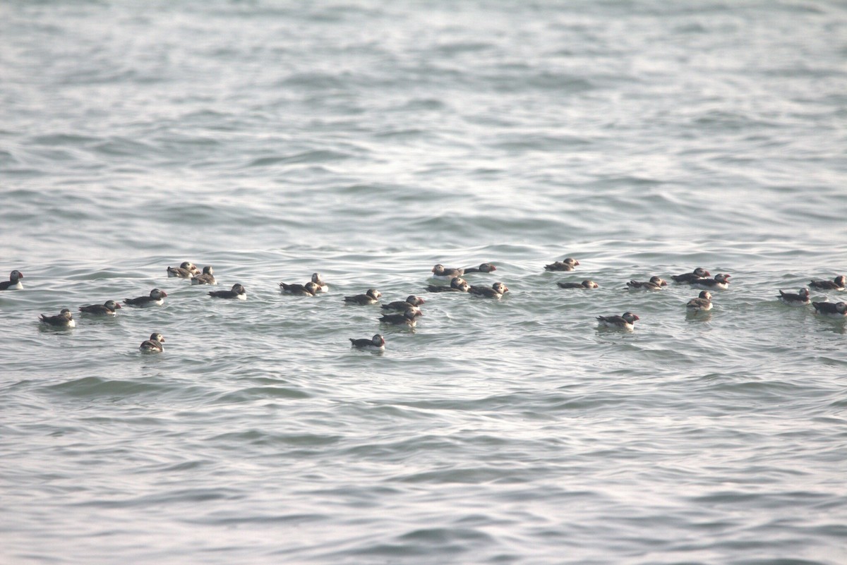 Lanperna-musu atlantikoa - ML646796210