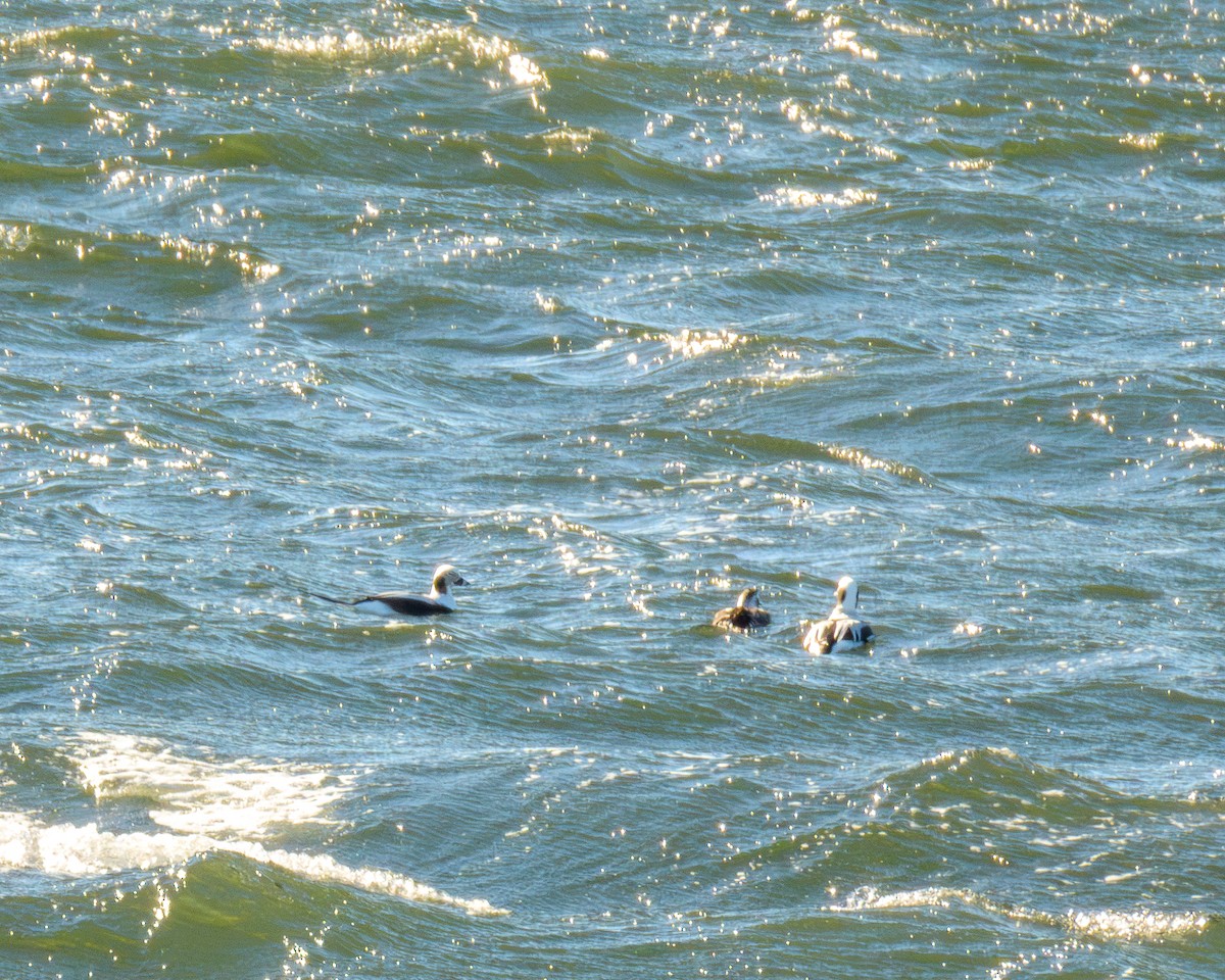 Izotz-ahatea - ML646796211