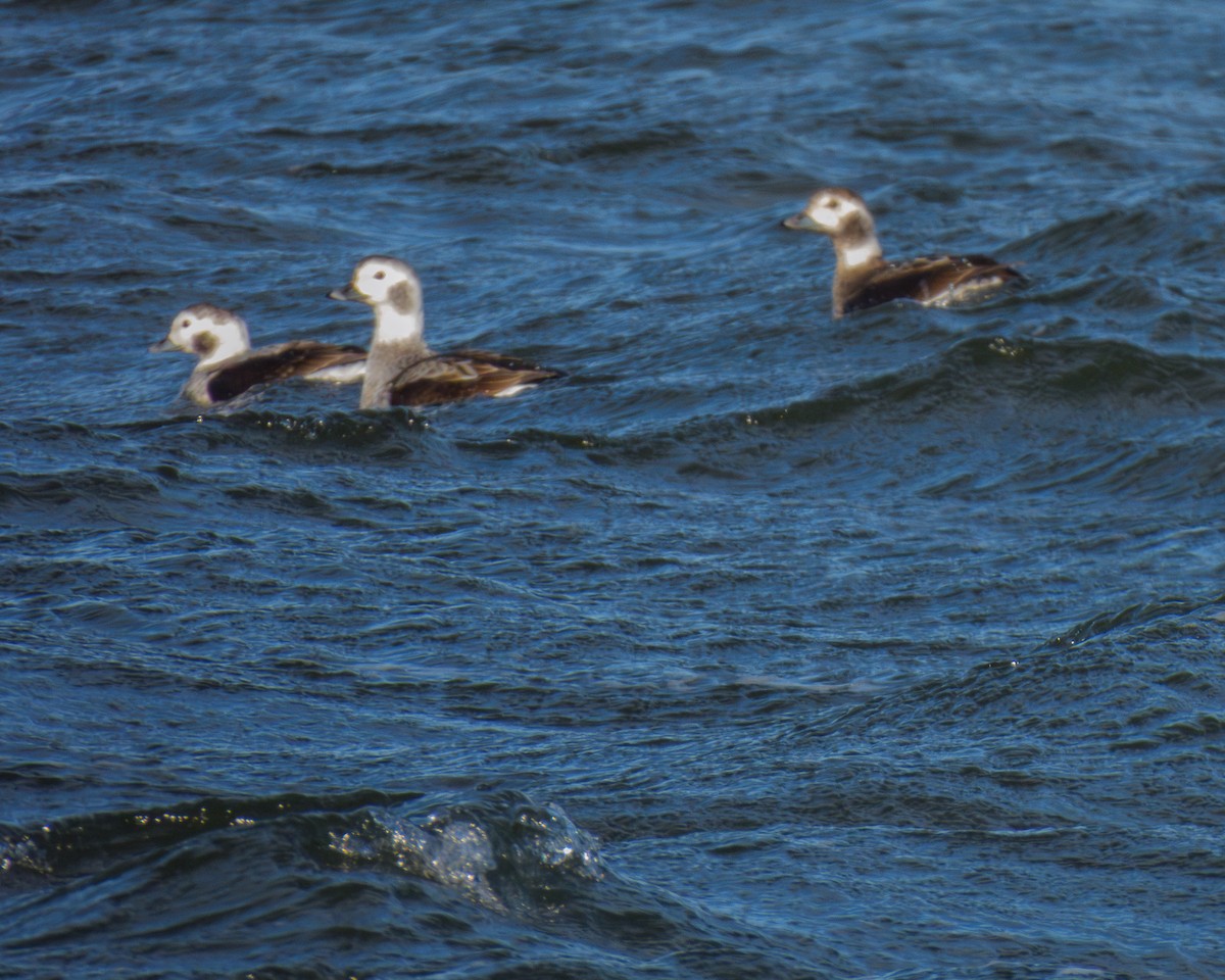 Izotz-ahatea - ML646796212