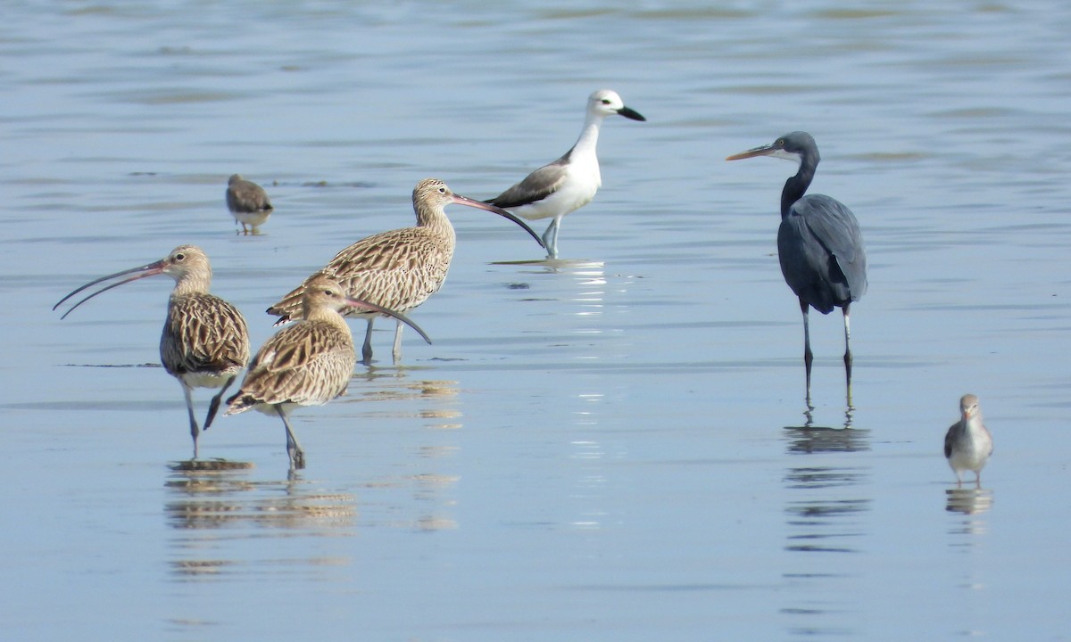 Kurlinta handia - ML646796214