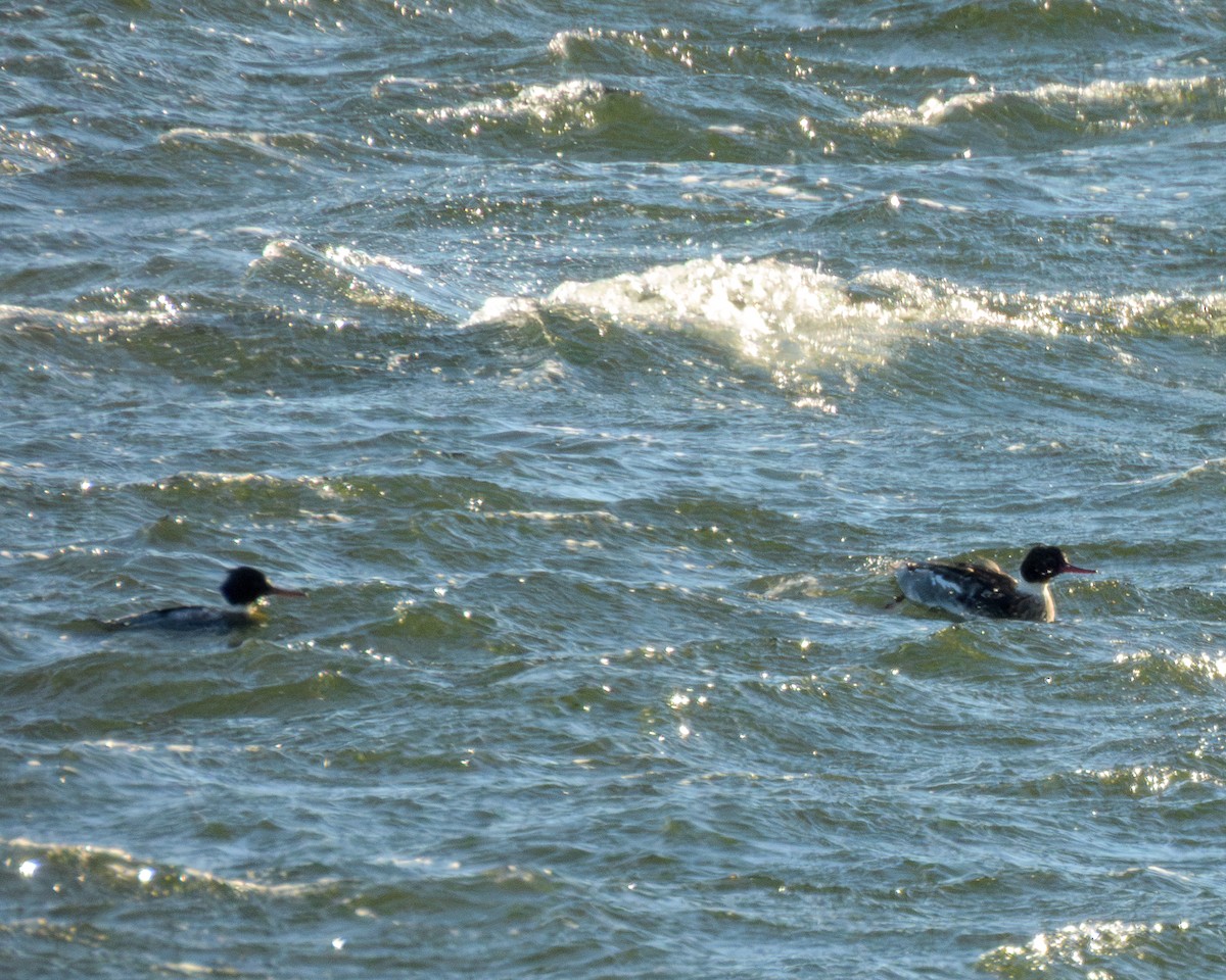 Red-breasted Merganser - ML646796218