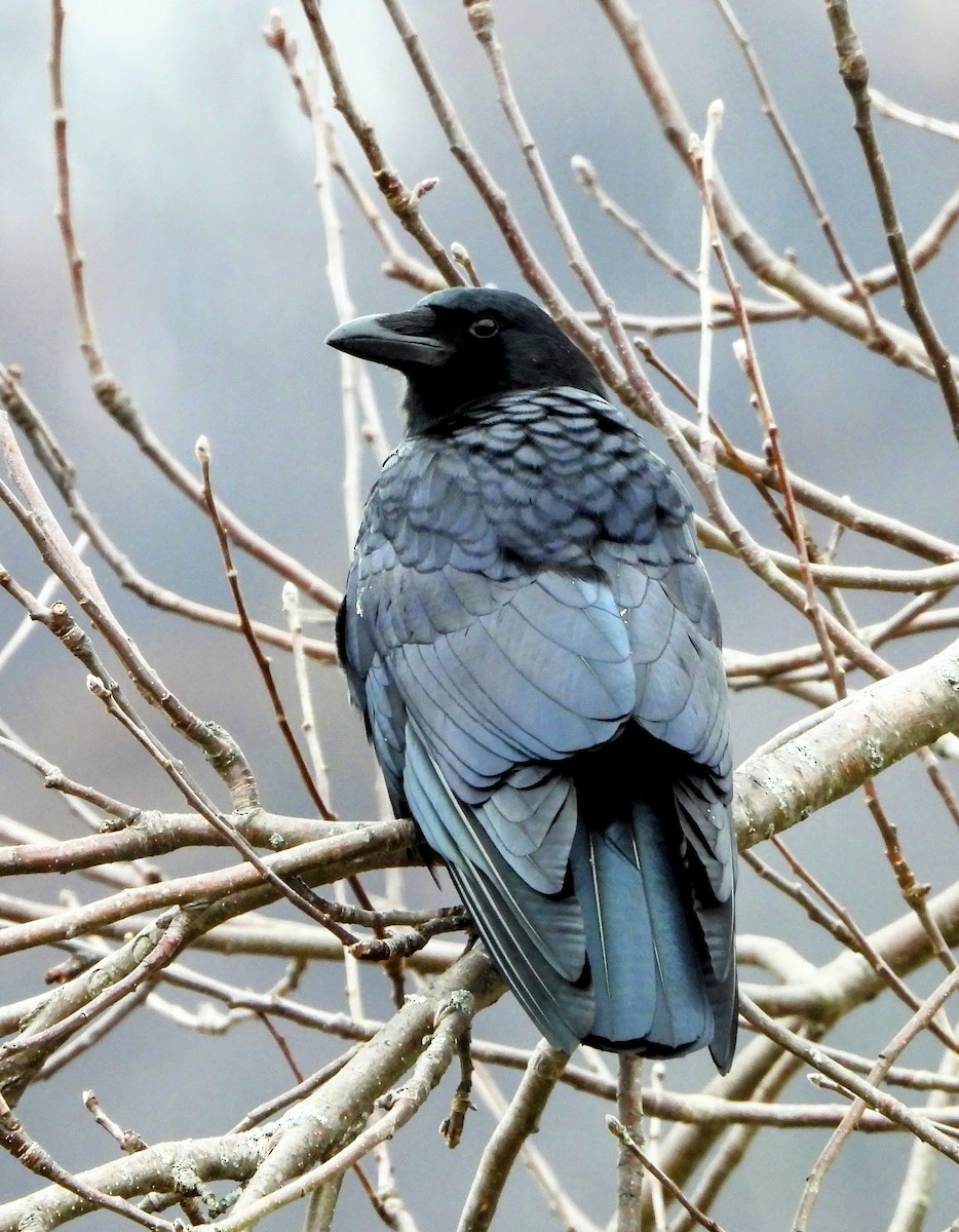 American Crow - ML646796219