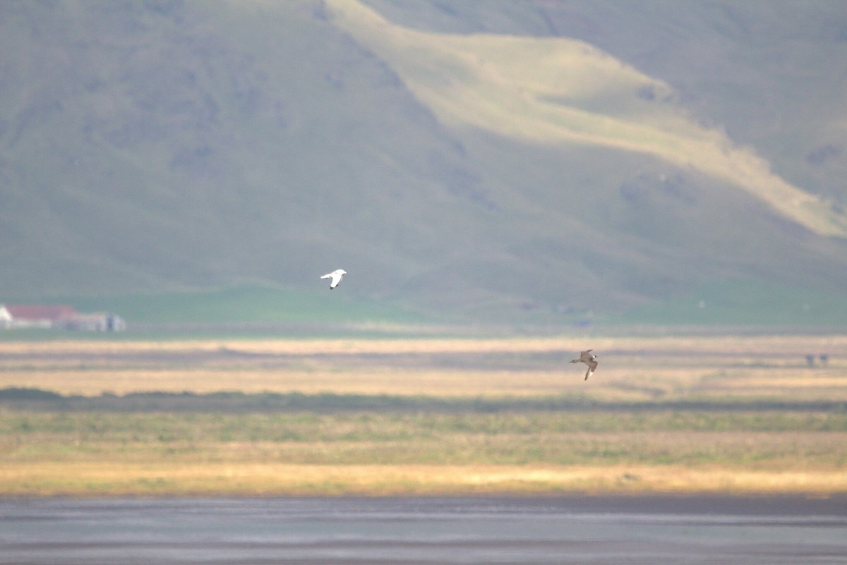 Marikaka isatslaburra - ML646796221