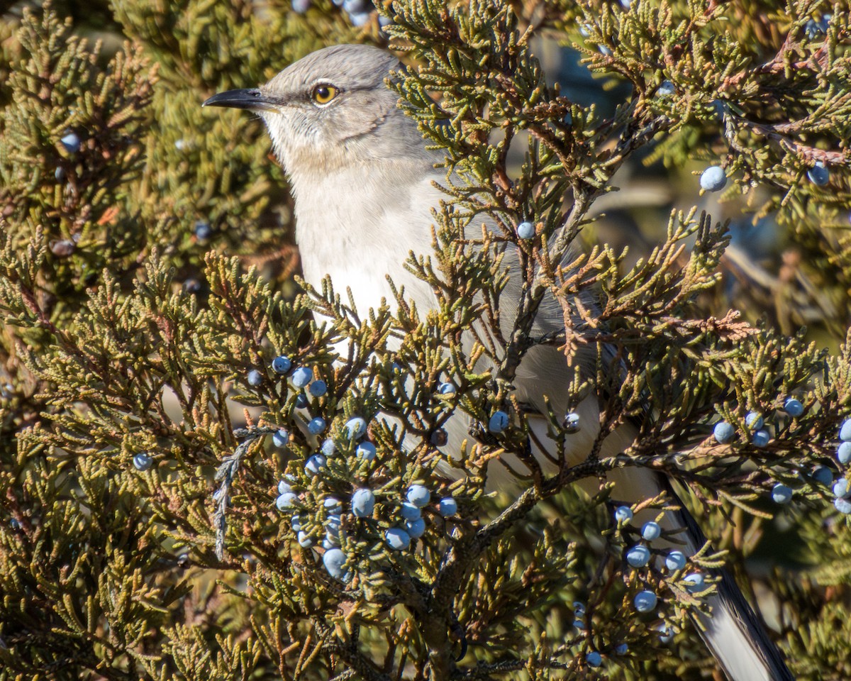 Northern Mockingbird - ML646796224
