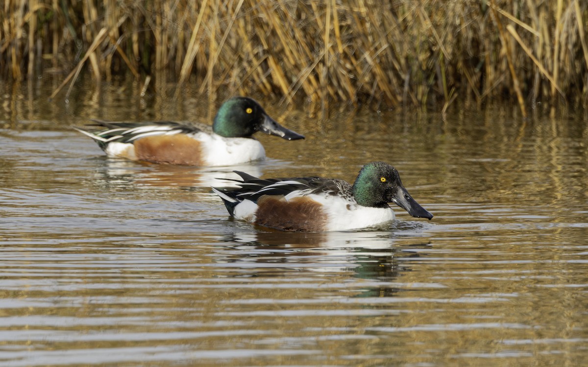 Ahate mokozabal zuria - ML646796225