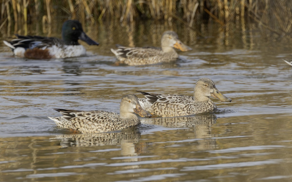 Ahate mokozabal zuria - ML646796227