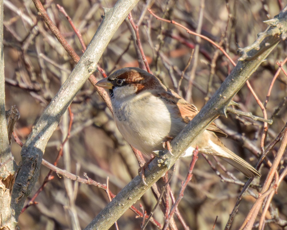 House Sparrow - ML646796228