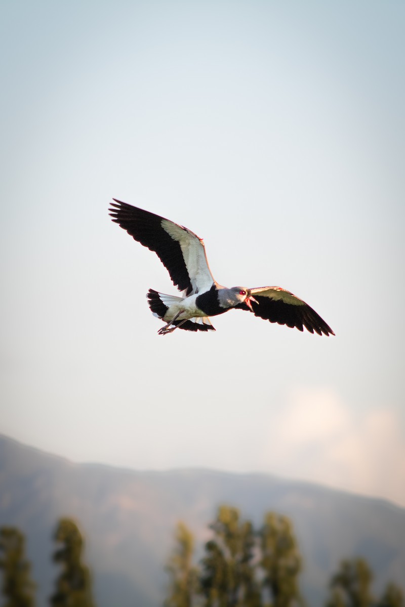 Southern Lapwing - ML646796231