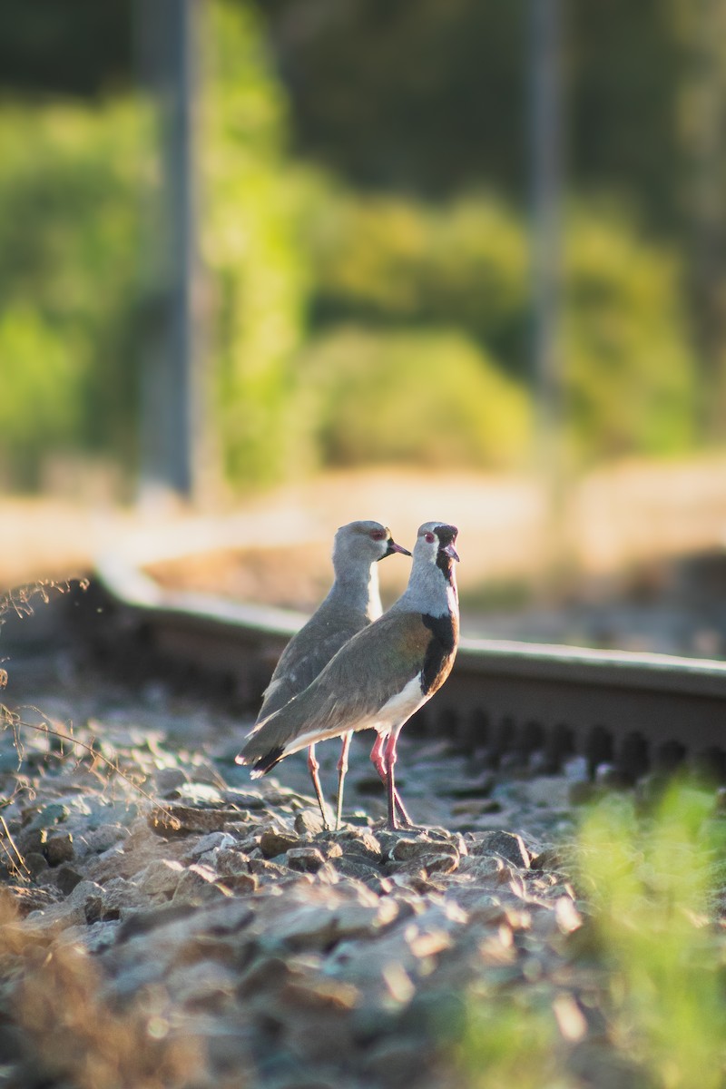 Southern Lapwing - ML646796232