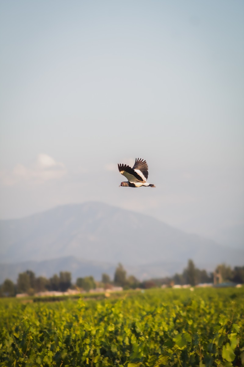 Southern Lapwing - ML646796233