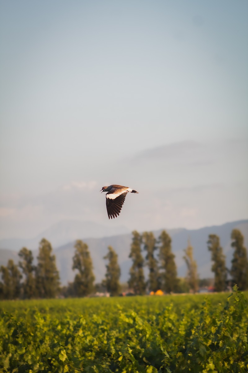 Southern Lapwing - ML646796234
