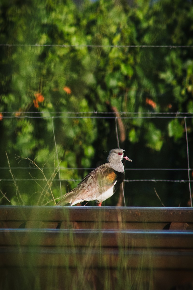 Southern Lapwing - ML646796235