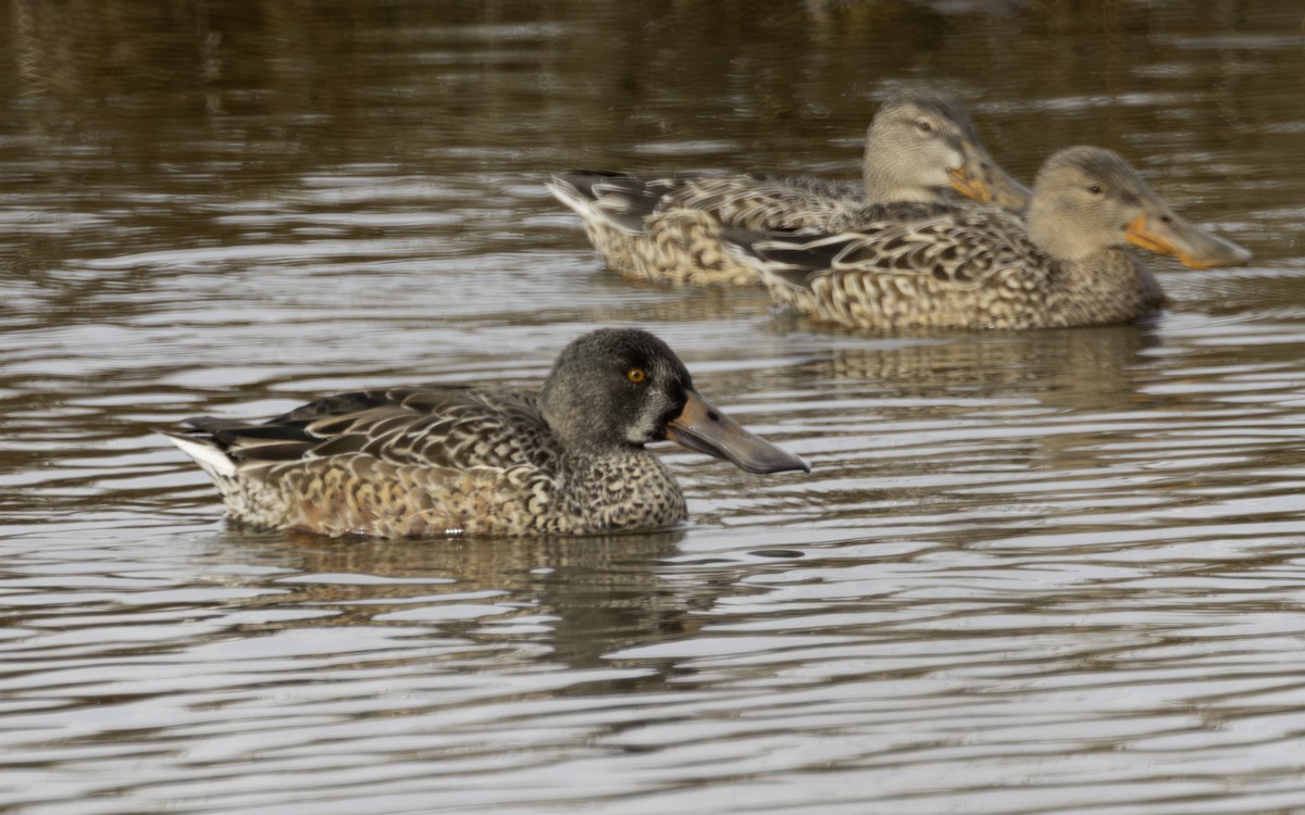 Ahate mokozabal zuria - ML646796237