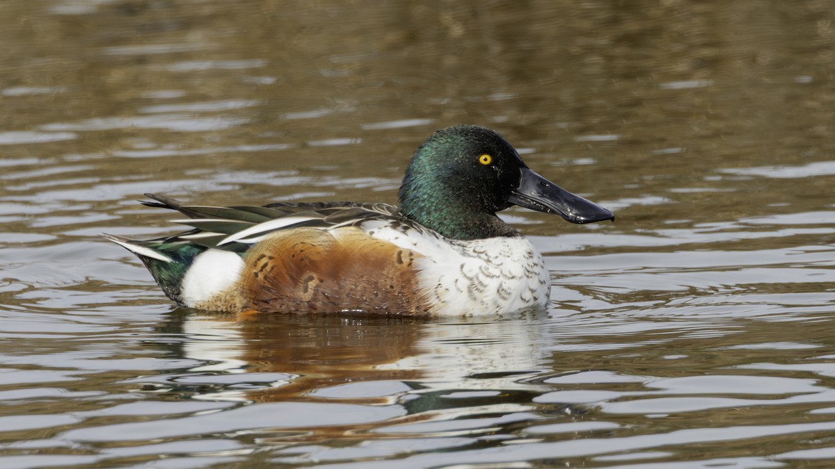 Ahate mokozabal zuria - ML646796238