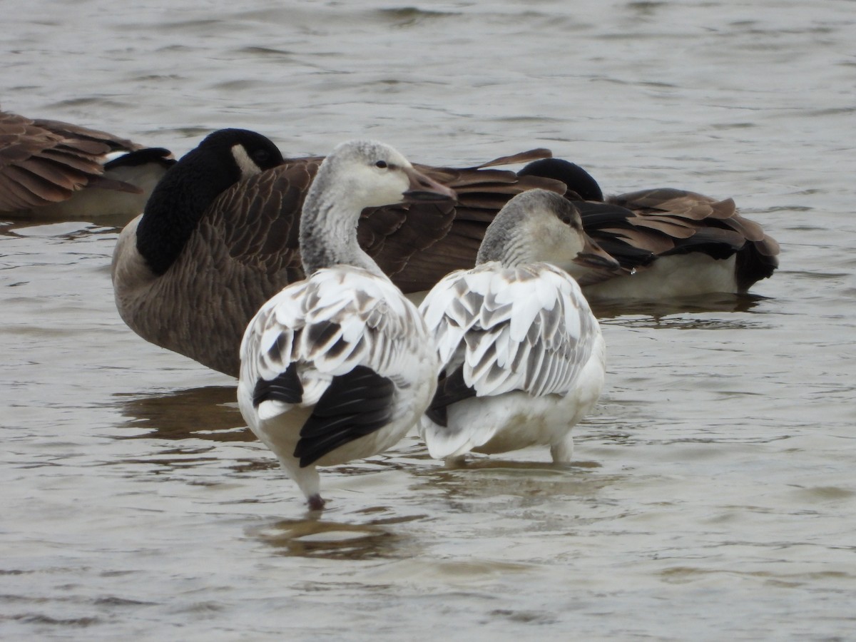 Snow Goose - ML646796241