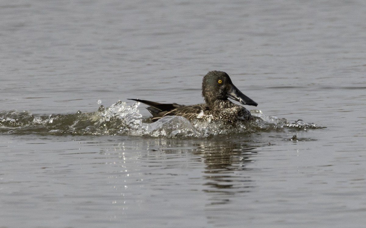 Ahate mokozabal zuria - ML646796242