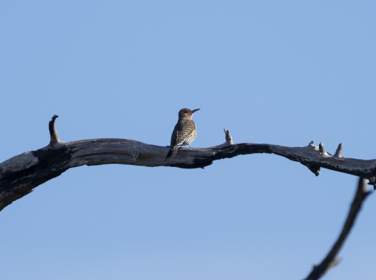 נקר צפון-אמריקני - ML646796244