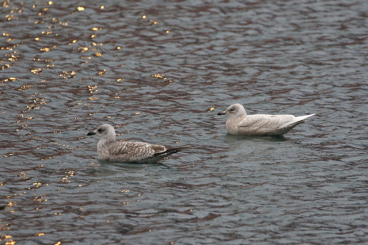 アイスランドカモメ - ML646796255